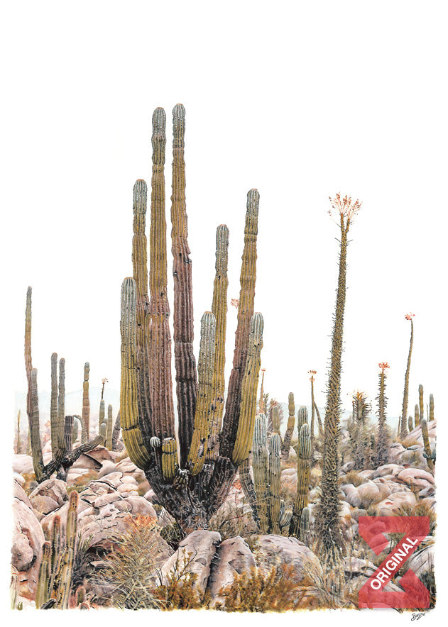 Corazón de Baja,Valle de los Cirios