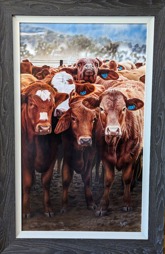 Baby Cows