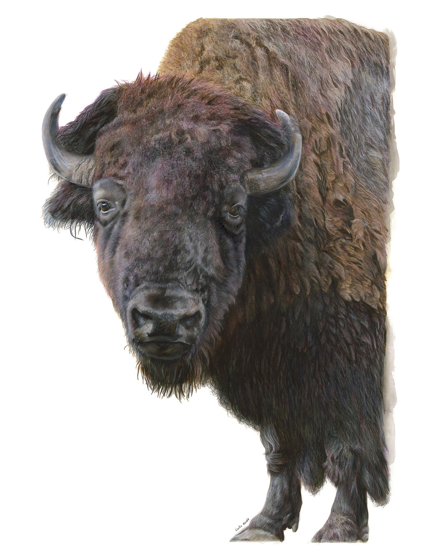 Bison